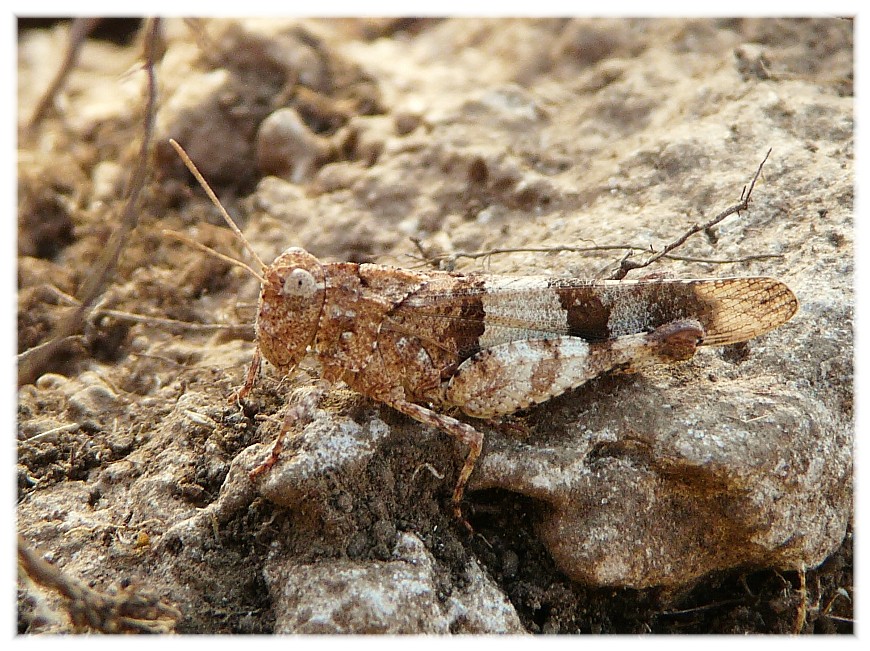 Ortotteri dal Gargano